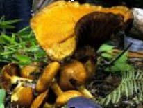 Les Champignons pour les nuls. Vous allez (enfin) en trouver et pouvoir les reconnaitre…
