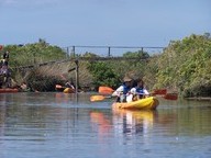 Pour samedi, sorties nature ! Avec les oiseaux (Arès), ou sur l&rsquo;eau (Le Teich)