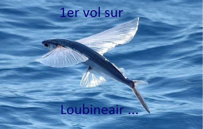 Les 1ers passagers de Loubineair : des poissons volants !