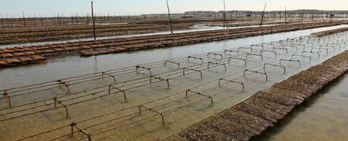 Interdiction des huitres : Des stocks ont été sécurisés, en claire. Et sont parfaitement consommables.