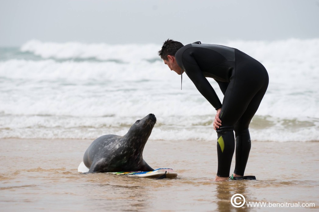 Le phoque OFF : A aborder avec précaution …