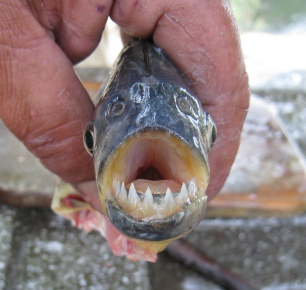 Pas de zoo, ni de piranhas … Hélàs ?
