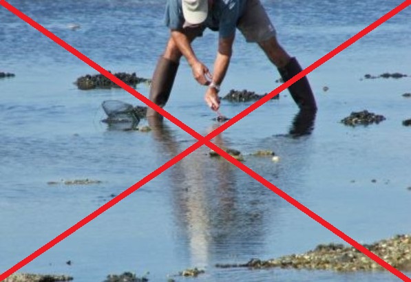 Nouvelle interdiction de pêche et conso de coquillages étendue à tout le Bassin.