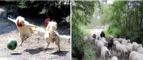 Foot / Transhumance : Dimanche, les bêêêeeliqueux sont de sortie …