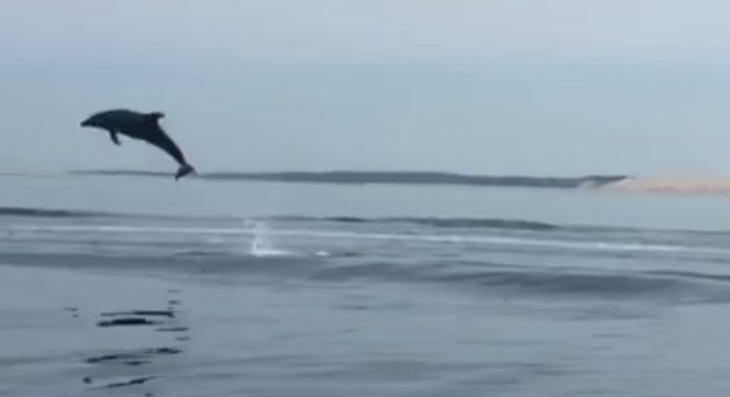 Show  devant, les dauphins ! (Vidéo)
