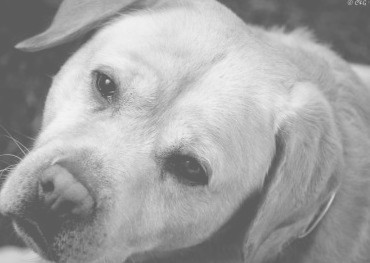 Une vie de chien dans une résidence senior