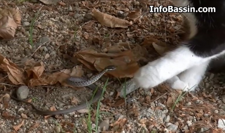 Les chats sont joueurs (vidéo)…