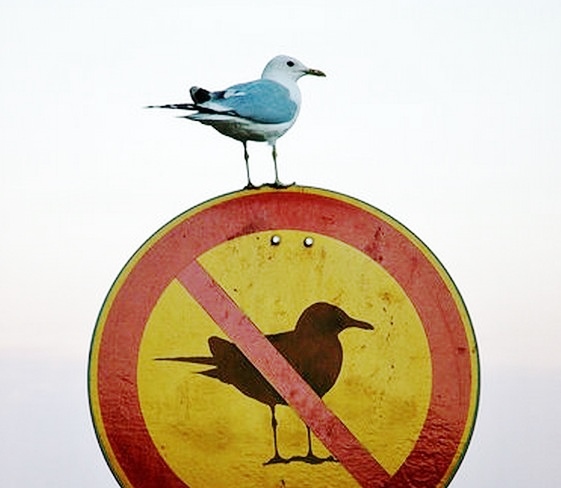 Andernos change de Logo (mais pas trop), et le Bassin aussi, bientôt…