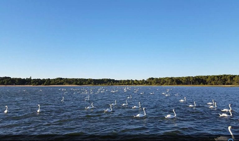 La sauvagerie, sous nos yeux, sur le Bassin…