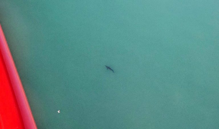 Un joli requin au grand Crohot, cet aprem…