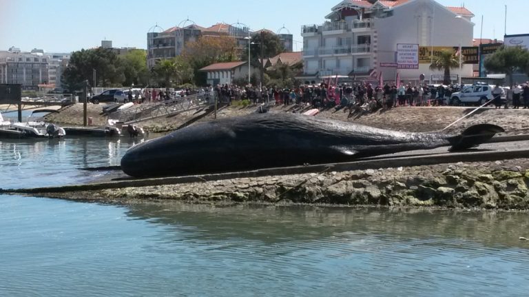 Spectacle triste et peu courant : Un cachalot échoué