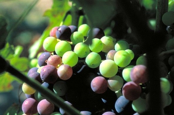 « Vous allez déguster … » : Une année dans les vignes