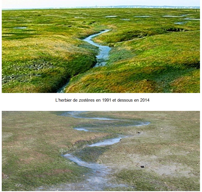 Le SIBA crame nos impôts en pub, la forêt disparait et le Parc Marin fait appel aux bénévoles pour régénérer les zostères. Où va le Bassin?