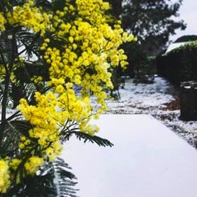 Photos et vidéo du Bassin d&rsquo;Arcachon sous la neige…