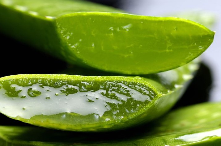 Bien-être : Qui Aloe Vera, vivra… (Par Ludivine)