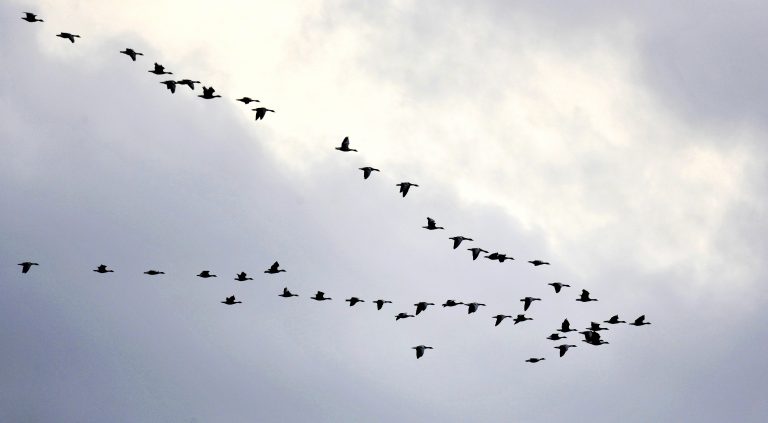 Les oiseaux sur le Bassin, en ligne de mire…