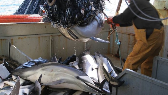 Paix de Noel pour les dauphins…