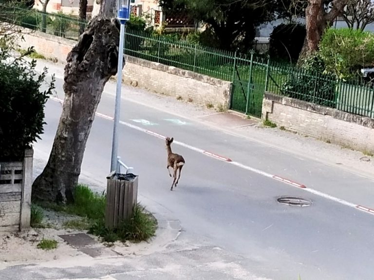 Bassin : Centre ville si calme… qu&rsquo;on y croise un chevreuil !
