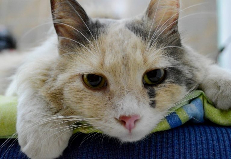 AndernoChats a besoin de vous pour créer une infirmerie (mais pas seulement)…