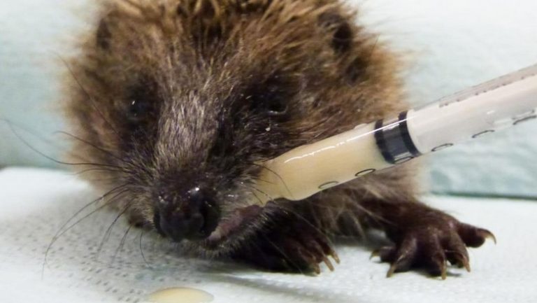 La LPO à Audenge : Aider les animaux en souffrance…
