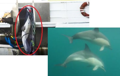 EDITO : LA PECHE PELAGIQUE CONTINUE. LES DAUPHINS COMMENCENT À FLIPPER !