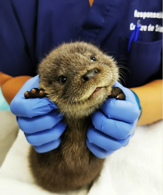Aider les animaux sauvages, pour sauvegarder notre environnement