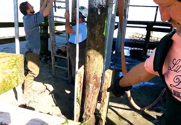Ile aux oiseaux : Travaux en cours pour sauver la cabane tchanquée aux volets rouges