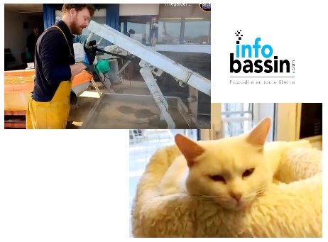 Echaudées, les huitres ! Mais pas les chats qui vous attendent