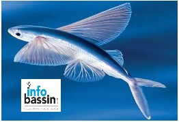 Les petits poissons (d&rsquo;avril) d&rsquo;InfoBassin!