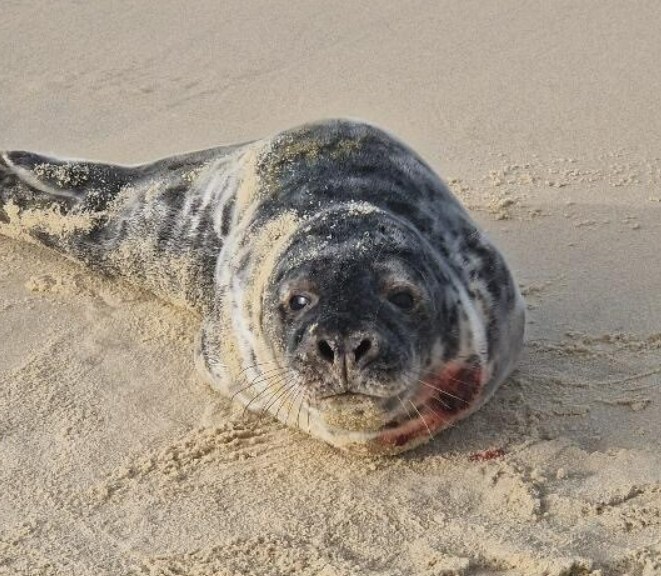 Infos et sorties du Bassin d&rsquo;Arcachon cette semaine!